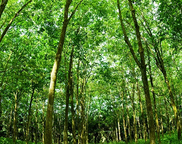 植树以抵消生产